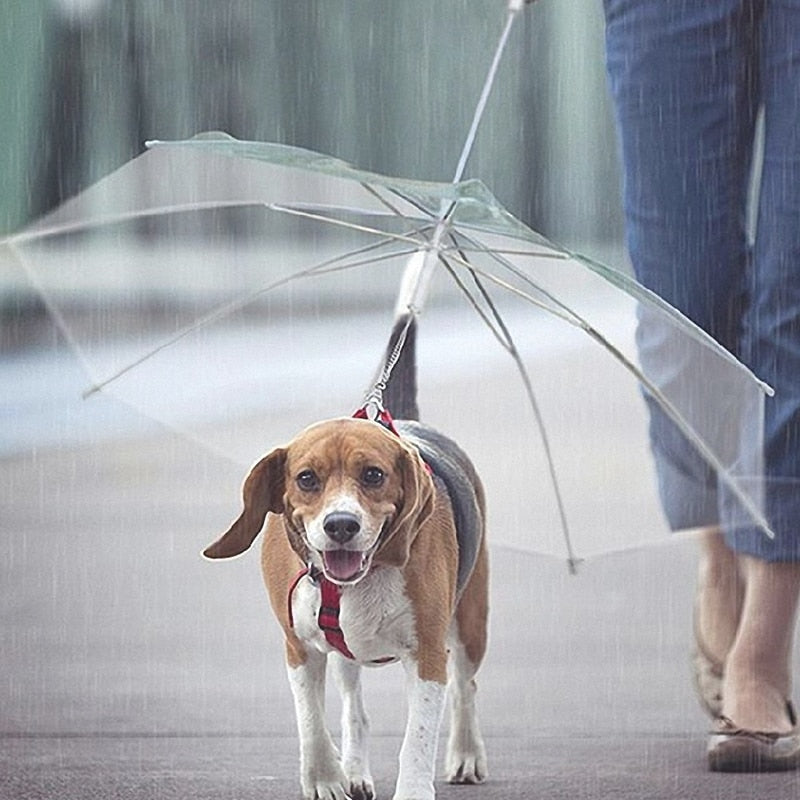 Transparent Pet Umbrella with Leash Assembly